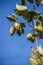 Fresh green hops on a blue sky background. Close-up.