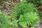 Fresh green Horsetail and fern