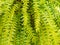 Fresh green huperzia squarrosa fern leaves in nature garden background
