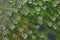 Fresh green hydrilla verticillata growing in the water, Hydrilla Seaweed, Hydrilla Verticillata, Hydrocharitaceae Seaweed Hydrilla