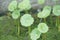 Fresh green hydrocotyle umbellata plant in nature garden