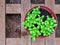 Fresh green italian basil in pot