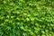 Fresh green ivy creeper leaves