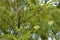 Fresh green Jacaranda seed pods on its tree, in South Australia