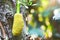 Fresh green jackfruit hanging on the tree