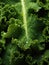 Fresh green kale leaves being rinsed and ready to be eaten or be made a detox juice