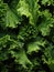 Fresh green kale leaves being rinsed and ready to be eaten or be made a detox juice