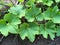 Fresh green Lagenaria siceraria plant in nature garden