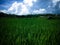 Fresh Green Landscape Of Tropical Rice Fields On A Sunny Cloudy Day At The Village