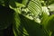 Fresh green large hosta leaves on a sunny summer day