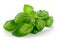 Fresh green leaf basil