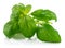 Fresh green leaf basil