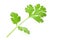 fresh green leaf coriander isolate on white background