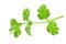 fresh green leaf coriander isolate on white background