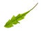 Fresh green leaf of dandelion herb isolated