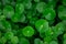 Fresh green leaf. Gotu kola. Centella Asiatica. Beautiful background of Centella asiatica, Herbs help to heal inflammation.