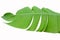 Fresh green leaf of Heliconia on white background