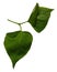 Fresh green leaf, isolated design element, organic flower part, natural plant,