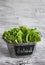 Fresh green leaf lettuce in a vintage bucket