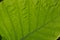 Fresh green leaf texture of giant taro tree