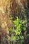 Fresh green leaf vines climb up the tree