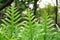 Fresh green leaf of the Wart fern of Hawaii, called monarch fern or musk fern