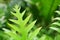 Fresh green leaf of the Wart fern of Hawaii, know as monarch fern or musk fern, it`s groundcover plant