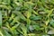Fresh green leafs peppermint background
