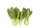 Fresh green leafy bok choy vegetable isolated in white.