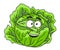 Fresh green leafy cabbage vegetable