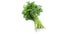 Fresh Green Leafy Organic Coriander