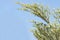 Fresh green leave branch on the mountain and against blue sky