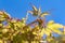 The fresh green leaves of an acer palmatum bonsai tree stand out against the clear blue sky