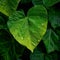 Fresh green leaves adorned with raindrops, a close up symphony