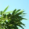 Fresh green leaves against a blue sky