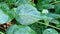 Fresh green leaves of Alocasia Cucullata or Hooded Dwarf, Elephant Ear with dazzling water drops on leaves after rain