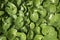 Fresh green leaves of Asarum europaeum