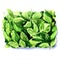 Fresh green leaves baby spinach or pak choi isolated, vegetarian organic salad, healthy food concept, top view isolated