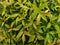 Fresh green leaves background, Syzygium Myrtifolium plant