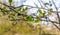 Fresh green leaves of a black alder tree from close