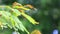 Fresh green leaves blowing in the wind on blurred nature bokeh background