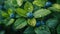 Fresh Green Leaves of Blueberry Bush in the Sunlight - Nature\\\'s Bounty