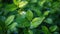Fresh Green Leaves of Blueberry Bush in the Sunlight - Nature\\\'s Bounty