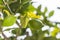 Fresh green leaves on branch with lemon closeup