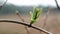 Fresh green leaves budding against a soft light brown background