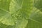 Fresh green leaves of caladium top view