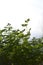 Fresh green leaves of chervil. Delicate annual herb in small vegetable garden in home