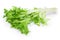 Fresh green leaves of endive frisee chicory salad isolated on white background with clipping path and full depth of