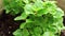 Fresh green leaves of Exacum affine plants or Persian violet\\\'s, Arabian, persian gentian plants in the garden.