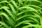 Fresh green leaves of fishtail fern know as monarch, musk or maile-scented fern